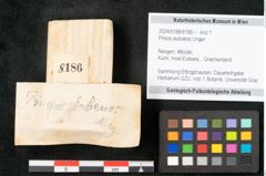 Foto (Objekt + Etikett) von Prinos euboeos Unger (NHMW-GEO-2024-0188-8186)